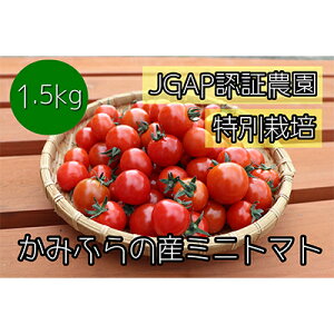yӂ邳Ɣ[Łzy2025N7{甭zʍ͔|JGAPFؔ_ ݂ӂ̎Ŷ~jg}g1.5kg  L10 ؃\G ʍ͔|_앨 1.5L @͂F2025N81`2025N9