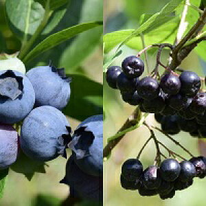 yӂ邳Ɣ[Łzǂ_̃x[lZZbgiⓀnXJbvAⓀu[x[AⓀJVXAⓀAjAj