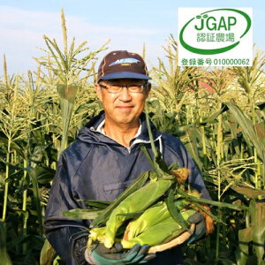 yӂ邳Ɣ[Łzy2026Nz킹̉FR[CG[12{