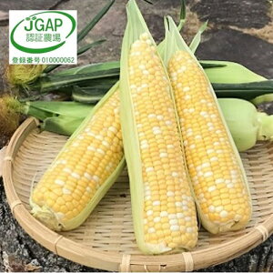 yӂ邳Ɣ[Łzy2026Nz킹̉FR[oCJ[12{