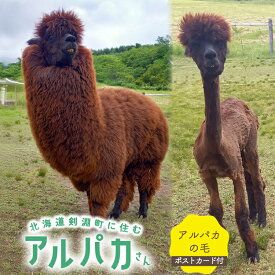 【ふるさと納税】 アルパカの毛 [ビバカンパニー 北海道 剣淵町 14656230] エサ アルパカ牧場