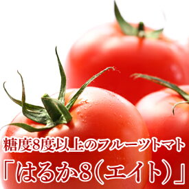 楽天市場 フルーツトマト 旬 月の通販