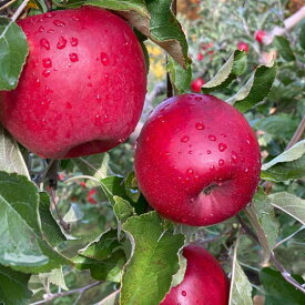 【ふるさと納税】6-012-504　りんご 5kg（2種～4種）【10月発送】　【果物類・林檎・りんご・リンゴ・果物・フルーツ・果物類・フルーツ】　お届け：10月に発送（収穫状況により、前後あり）