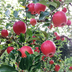 【ふるさと納税】6-012-505　りんご 5kg（2種～4種）【11月発送】　【果物類・林檎・りんご・リンゴ・果物・フルーツ・果物類・フルーツ】　お届け：11月に発送（収穫状況により、前後あり）