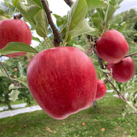 【ふるさと納税】6-012-506　りんご 5kg（2種～4種）【12月発送】　【果物類・林檎・りんご・リンゴ・果物・フルーツ・果物類・フルーツ】　お届け：12月に発送（収穫状況により、前後あり）