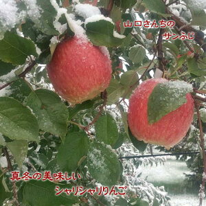 yӂ邳Ɣ[Łz7-020-008@R񂿂̂񂲁iTӂj 10kgy1z@ʕށEьE񂲁ESEʕEt[cEʕށEt[c@͂F1