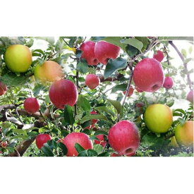 【ふるさと納税】6-014-017　山口さんちの4種のりんご食べ比べ 5kg【10月下旬～発送】　【果物類・林檎・りんご・リンゴ】　お届け：10月下旬～順次発送