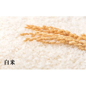 yӂ邳Ɣ[Łz7-090-001@VāEђYȂȂڂ 5kg×6i10`3jy֔_z@ā@͂F10`3܂Ŗie{ɔ˗A{ȍ~j