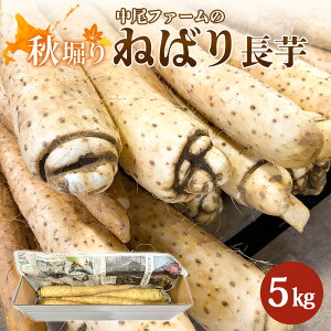 yӂ邳Ɣ[ŁzyHxzt@[̂˂΂  5kg |  Y kCY   ˂΂蒷 H@ R Ƃ 肨낵 S Â fg aH  H N  