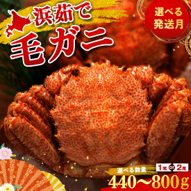 【ふるさと納税】☆北海道産 毛ガニ 選べる約440g〜800g 1尾・2尾セット 計440g〜1.6kg かに カニ 蟹 毛蟹 冷凍 北海道産 浜頓別町北海道ふるさと納税 ふるさと納税 北海道 浜頓別