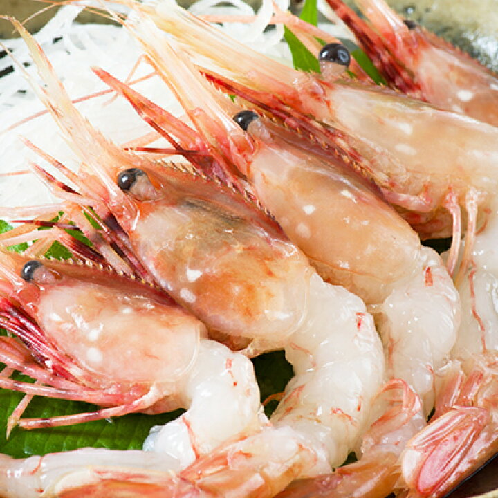 楽天市場 ふるさと納税 北海道枝幸産 冷凍ぼたんえび1kg 12尾前後 北海道 魚介 冷凍 大 海老 ぼたんエビ 北海道枝幸町