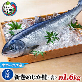 【ふるさと納税】北隆丸 新巻めじか鮭〈姿〉約1.6kg オホーツク枝幸産魚貝類 サーモン