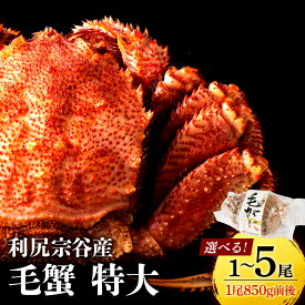 【ふるさと納税】☆選べる発送時期☆　 毛ガニ 北海道 利尻・宗谷産 毛ガニ 特大サイズ（850g前後） 選べる1尾〜5尾 ＜利尻漁業協同組合＞北海道ふるさと納税 利尻富士町 ふるさと納税 北海道 海鮮 カニ 蟹 毛ガニ 毛蟹 蟹みそ 毛ガニ
