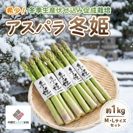 【ふるさと納税】 希少 冬期生産伏せ込み促成栽培 アスパラ「冬姫」M〜L　約1kg ふるさと納税 人気 おすすめ ランキング アスパラ アスパラガス 促成栽培 野菜 新鮮 ヘルシー おいしい 北海道 美幌町 【配送不可地域：離島】