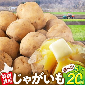 yӂ邳Ɣ[Łzyߘa7NY stz Ⴊ 5kg`20kg ʍ͔|ij j| WKC  j n鏒 e VN  ϕ J[ V`[ |eg ۑ Y Yn kC Õ