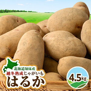 yӂ邳Ɣ[ŁzkCƂz~nႪ ͂邩 4.5kg@yzsnFEꌧzy1486948z