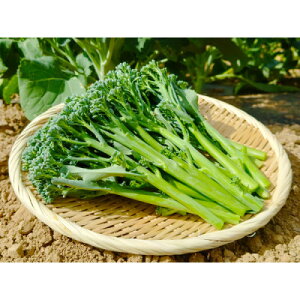 【ふるさと納税】北海道から産地直送!栽培期間中農薬・化学肥料・除草剤不使用 スティックセニョール 1kg【配送不可地域:離島】【1677147】