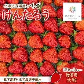 【ふるさと納税】【2026.4月下旬以降順次出荷】贈答用いちご（大粒）12粒1トレー 【 ふるさと納税 人気 おすすめ ランキング 果物 いちごイチゴ 苺 けんたろう パック 贈答用 北海道 豊浦町 送料無料 】 TYUW005