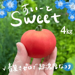 �y2026�N�\��z�Ɏ|�g�}�g�N�[���� �k�C���s�˒��Y �X�C�[�g ���ʃg�}�g �I�ׂ� ��1kg �` ��4kg �y�ӂ邳�Ɣ[�� �l�C �g�}�g �Ƃ܂� ��� �X�C�[�g ���ʃg�}�g �t���[�c�g�}�g �t���[�c �~�j�g