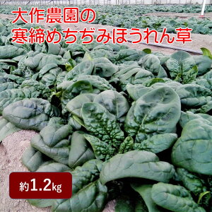 【ふるさと納税】<2025年12月上旬よりお届け>大作農園の寒締めちぢみほうれん草 約1.2kg 【野菜・野菜セット・野菜】 お届け:2025年12月上旬〜2026年1月上旬頃まで SBTR001