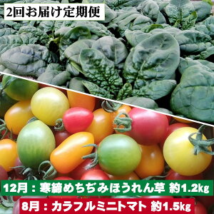 【ふるさと納税】<2025年12月・2026年8月お届け>大作農園 寒締めちぢみほうれん草約1.2kg・カラフルミニトマト約1.5kg 2回お届け定期便【定期便・ 野菜 緑黄色野菜 北海道産 直送 アイコ 】