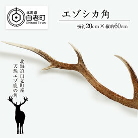 【ふるさと納税】 エゾシカ角（横約20cm×縦約60cm）エゾシカ 角 インテリア 民芸 鹿 雑貨 北海道ふるさと納税 白老 ふるさと納税 北海道