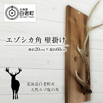 楽天市場】エゾシカ角の通販