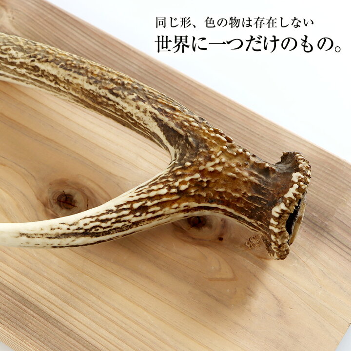 楽天市場】【ふるさと納税】エゾシカ角 壁掛け（横約20cm×縦約60cm 
