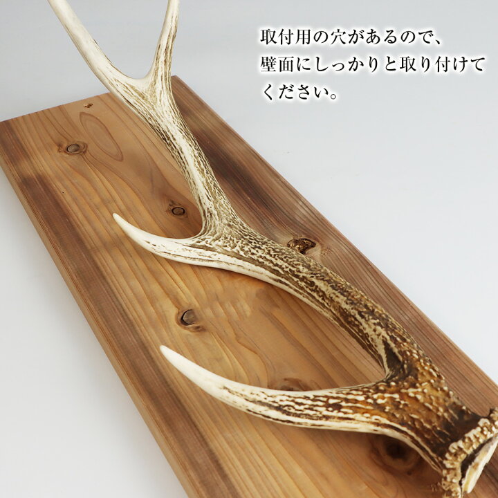 楽天市場】【ふるさと納税】エゾシカ角 壁掛け（横約20cm×縦約60cm 