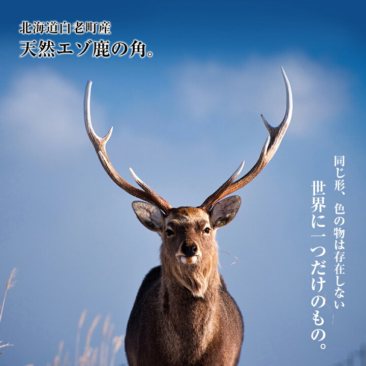 楽天市場】【ふるさと納税】【楽天限定】エゾシカ 角 ストラップ（輪 