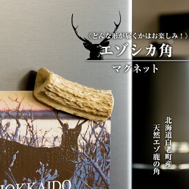 【ふるさと納税】 エゾシカ 角 マグネット 冷蔵庫 鹿角 かわいい おしゃれ インテリア 磁石エゾシカ 角 マグネット 磁石 文房具 文具 オフィス 民芸 鹿 雑貨 北海道ふるさと納税 白老 ふるさと納税 北海道