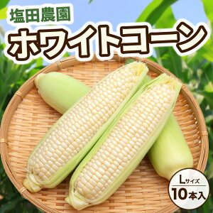 【ふるさと納税】北海道産 白い とうもろこし ピュア ホワイト L 10本 8月中旬〜下旬お届け 朝採り トウモロコシ コーン 北海道産 甘い ピュアホワイト 新鮮 先行受付 夏 野菜 産地直送 塩田