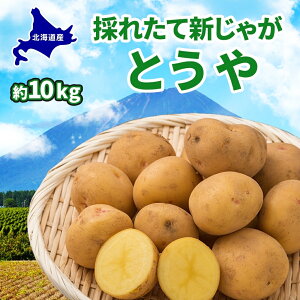 yӂ邳Ɣ[ŁzkC Ƃ L`LM 10kg 9{菇o VႪ Ⴊ WKC Ⴊ n鏒    C {  _앨 J[ V`[Ⴊ kCY ۓc