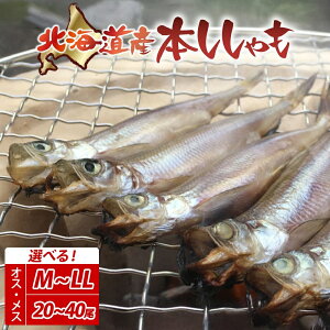 yӂ邳Ɣ[ŁzIׂ e kCY Y  Zbg { Y  IX X   ܂ ^}Sq kCyY Gߌ قق q Y N[ Ⓚ 