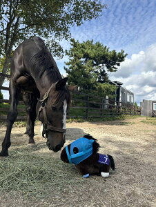 yӂ邳Ɣ[ŁzyIWE`ETzʂ݁@Ή҃o[Wy ӂ邳Ɣ[ lC  LO n n n IWE`ET kC 撬 z BRTV