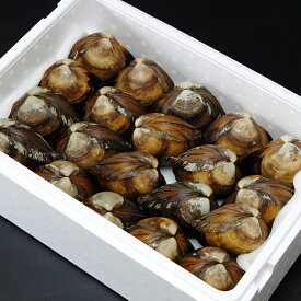 【ふるさと納税】20 【北海道日高産】活ホッキ貝（20個） 27,000円【貝　鮮度　殻つき　日高産　国産　海産物　新鮮　海の幸　おいしい　料理　食事　たくさん　大容量　たっぷり　魚介 北海道 新冠町 】