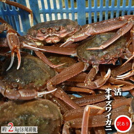 【ふるさと納税】訳あり 活オオズワイガニ約2kg(8尾前後入)[02-1301]※離島・沖縄県不可※ 北海道 浦河 ふるさと納税 オオズワイガニ カニ 活 漁協直送 冷蔵発送 送料無料