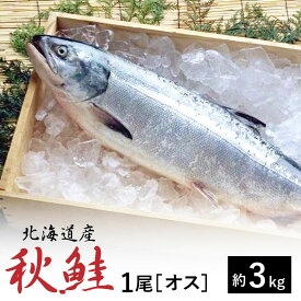 【ふるさと納税】秋鮭　1尾（オス）　約3Kg | 鮭 さけ サケ しゃけ シャケ 秋鮭 銀毛鮭 魚 海鮮 海産物 海の幸 北海道 様似町 お土産 お取り寄せ 北海道産 冷蔵 生 北海道様似町 おすすめ