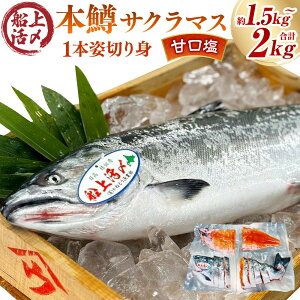 【ふるさと納税】本鱒(サクラマス)船上活〆1本姿切り身【甘口塩】(1尾分1.5kg〜2kg) | サーモン 魚 鮭 冷凍 さけ サケ 人気 ふるさと 海鮮 海鮮食品 魚介類 魚介