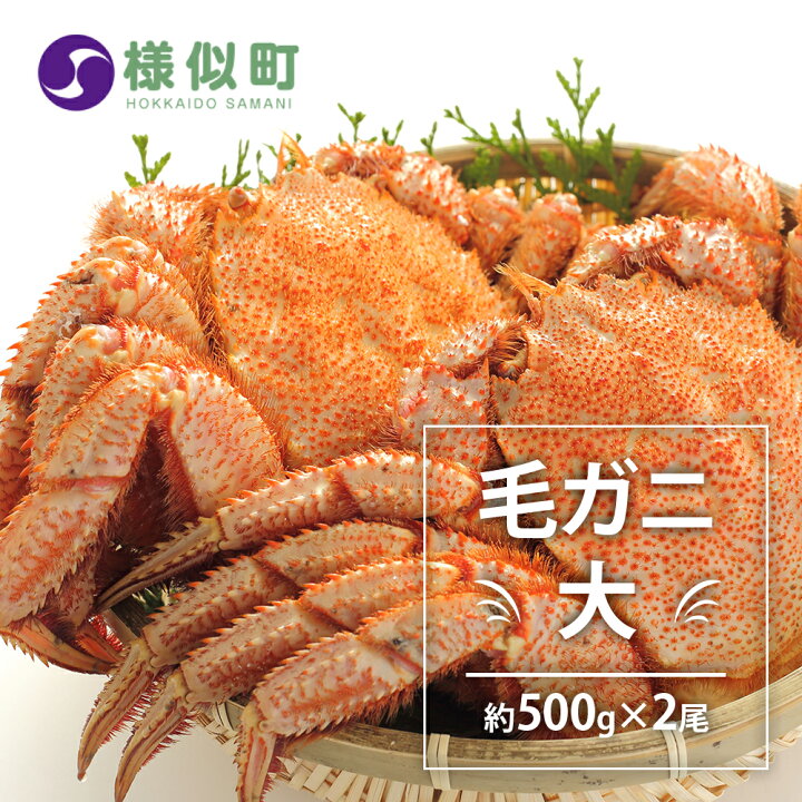 楽天市場 ふるさと納税 ミソたっぷり身がぎっしり詰まった毛がに 大 約500ｇ 2尾 蟹 かに カニ 毛ガニ 毛蟹 海鮮 海産物 海の幸 北海道 様似町 お土産 お取り寄せ 北海道産 生 特産品 ギフト 冷凍 お取り寄せグルメ 北海道様似町 おすすめ 北海道様似町