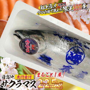 yӂ邳Ɣ[Łz  2026N5珇  kC VR TN}X 2`2.5kg ܂邲 1 ӂ邳Ɣ[ TN }X { VN   CN ① ċ jG tC hg  Y 