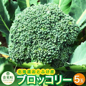 yӂ邳Ɣ[ŁzystzƂӂYubR[ 5 y2025N9{菇\zubR[ ₳  ΉF Zbg ① Y kC X  yVX[p