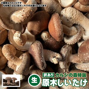 yӂ邳Ɣ[Łzy󂠂zJV̐XI ؂ijIׂ遄1kg^2kg ؒő  ő  Z  kC V yY-1005z yVX[p[SALE 9J