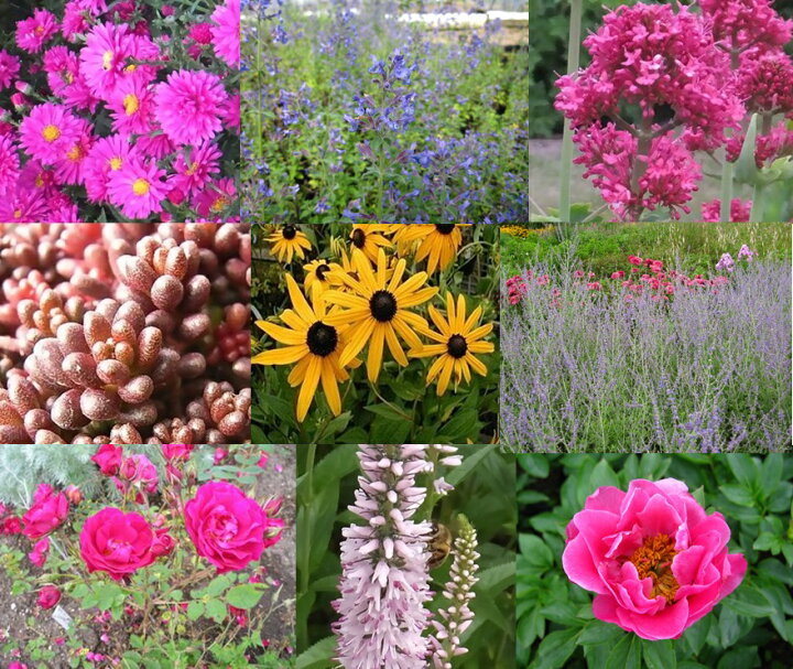 楽天市場 ふるさと納税 あなたのお庭も大森ガーデンに変身セット 北海道広尾町