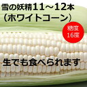 訳あり 雪の妖精（ホワイトコーン）11～12本入り 朝獲れ...