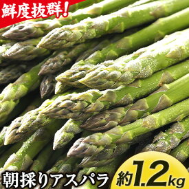 【ふるさと納税】 北海道十勝 露地栽培 朝採り直送「季節限定！朝採りアスパラ 選べる 2.1kg 1.2kg」 本別町産 本別町農業協同組合 送料無料 先行予約 北海道 本別町 アスパラガス 春 野菜 旬 露地 産地直送 グリーンアスパラガス《5月中旬-6月中旬頃出荷》
