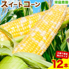 【ふるさと納税】朝採りとうもろこし 河合農園のスイートコーン 12本 特大サイズ(1本380g以上) 河合農園【先行予約】《2026年8月上旬-9月中旬頃出荷》 送料無料 とうもろこし 北海道 本別町 北海道 十勝 本別町産 極甘 特大 バイカラー フルーティー ウモロコシ 高糖度