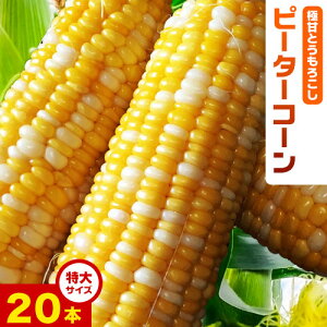 �y�ӂ邳�Ɣ[�Łz�ɊÂƂ����낱�� �s�[�^�[�R�[�� 20�{ ����T�C�Y(1�{380g�ȏ�) �������O�y��s�\��z�s2026�N8����{-9�����{���o�ׁt �������� �k�C�� �{�ʒ� �k�C�� �\�� �{�ʒ��Y �Ɋ� ��