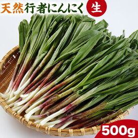 【ふるさと納税】先行予約 天然生行者にんにく500g 《2026年4月下旬頃から順次発送(土日祝除く)》北海道 浦幌町 山菜 希少種 者ニンニク 幻の山菜 山菜 山の幸 野菜 疲労回復 健康