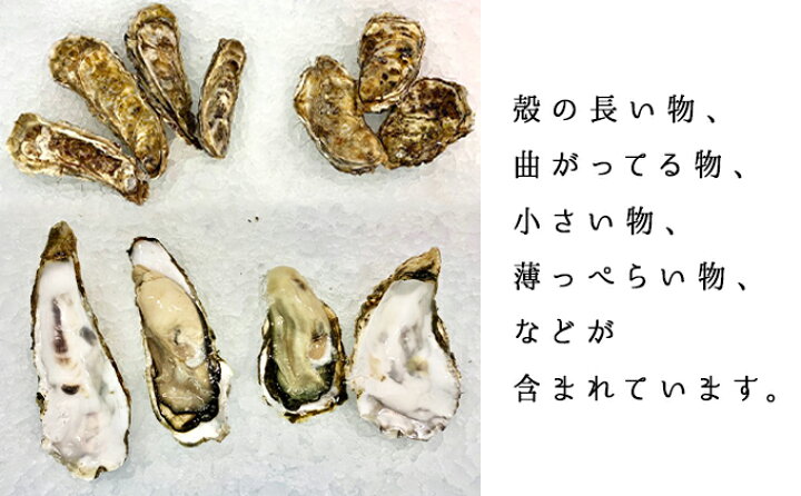 0円 毎日続々入荷 ≪先行予約11月から配送≫厚岸産カキえもんLL20個 サッポロクラシック6本セット お届け 0円 毎日続々入荷 ≪先行予約11月から配送≫厚岸産カキえもんLL20個 サッポロクラシック6本セット お届け